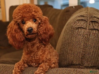 Miniature Poodle dogs Marshall - Ad 25