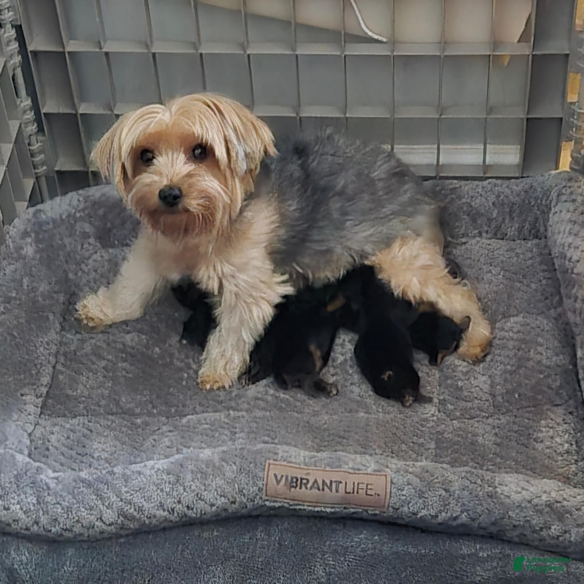 Yorkshire Terrier dogs Yorkshire Terrier 1 - Ad 26