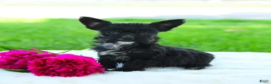 Roscoe