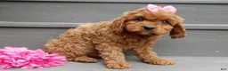 Cavapoo dogs for sale: Izzy - Ad 3