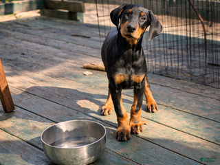 Doberman Pinscher dogs Doberman Pinscher Daisy - Ad 24