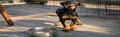 Doberman Pinscher Daisy