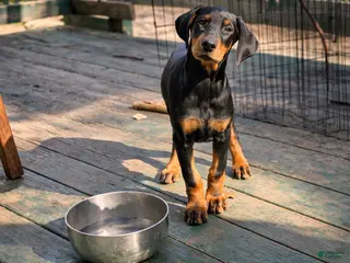 Doberman Pinscher dogs Doberman Pinscher Daisy - Ad 30