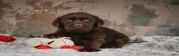 Labrador Retriever dogs for sale: Brooke - Ad 3