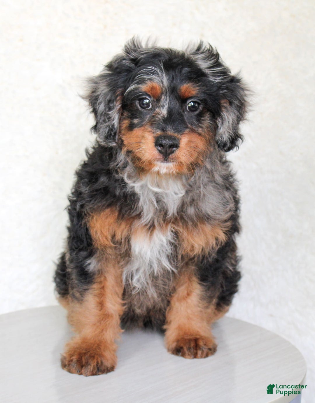 Cavapoo dogs for sale: Truffles - Ad 4