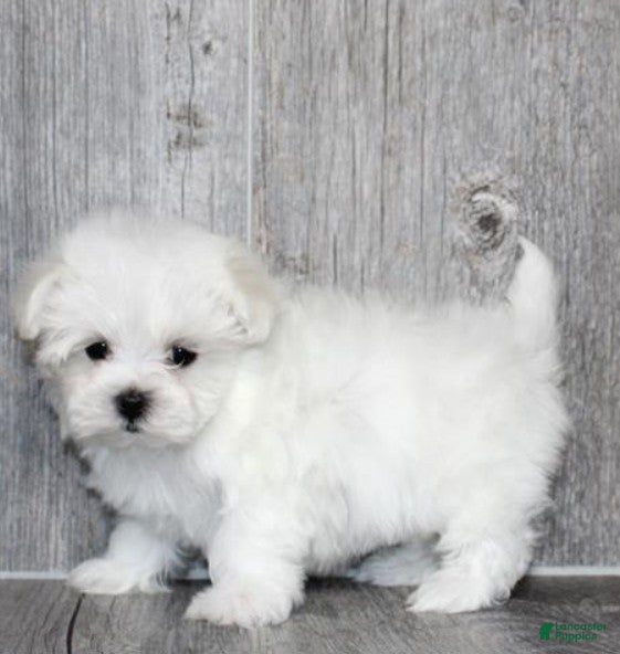Maltese dogs Maltese Puppy 2 - Ad 16