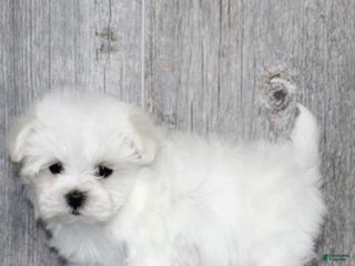 Maltese dogs Maltese Puppy 2 - Ad 16