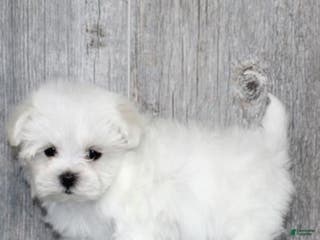 Maltese dogs Maltese Puppy 2 - Ad 6