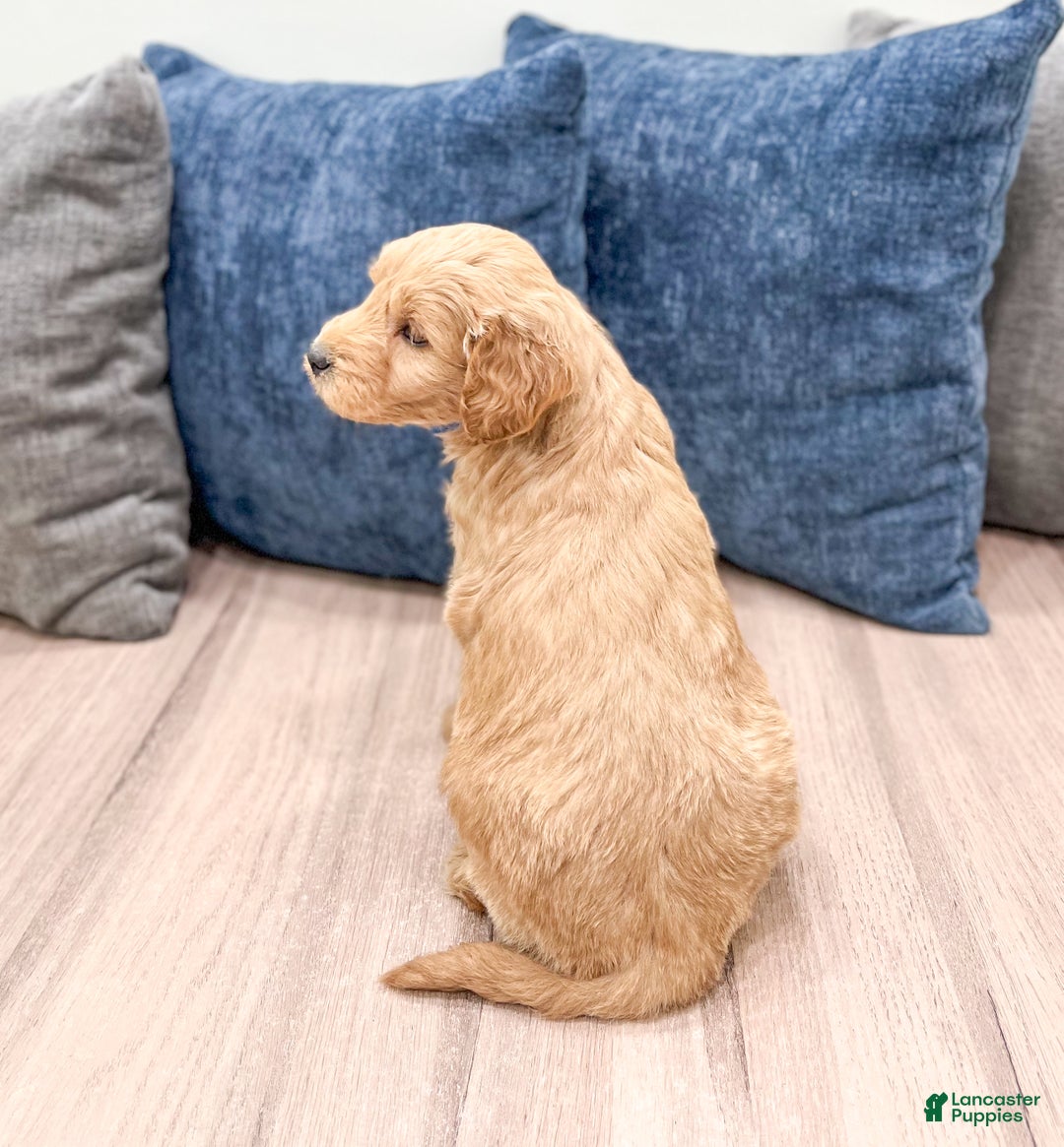 Mini Goldendoodle dogs for sale: Marshall - Ad 5