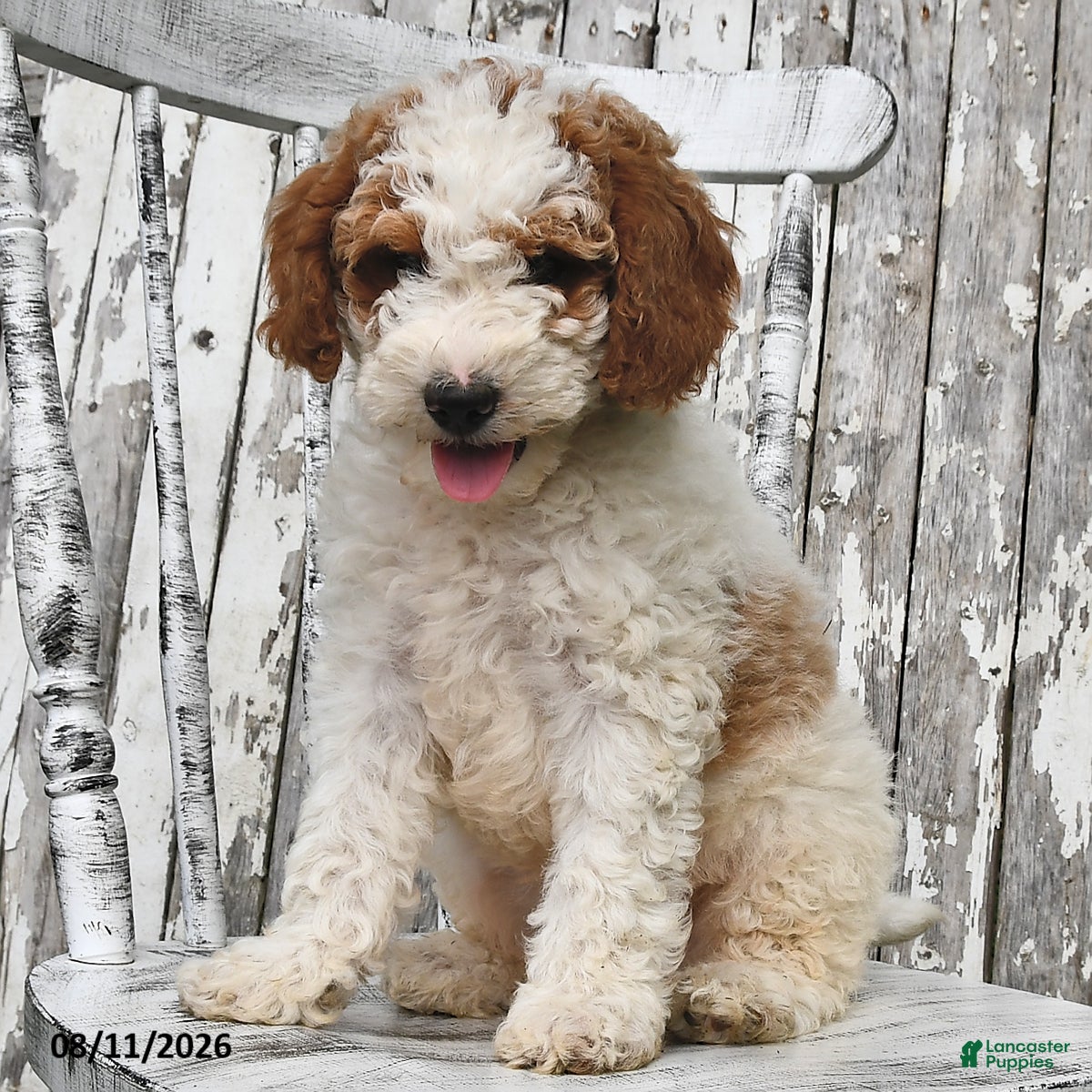 Goldendoodle dogs Drew - Ad 2