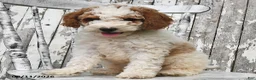 Goldendoodle dogs for sale: Drew - Ad 7