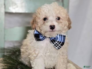 Pomapoo dogs Leo - Ad 3