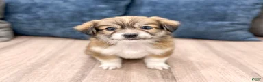 Darla