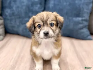 Havanese dogs for sale: Darla - Ad 4
