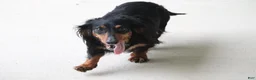 Dachshund dogs for sale: Richie  - Ad 5