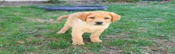 Labrador Retriever dogs for sale: Eggo - Ad 2
