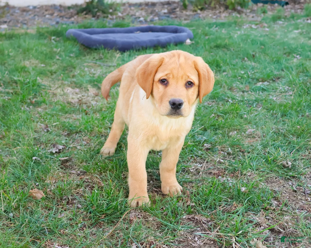 Labrador Retriever dogs for sale: Eggo - Ad 2