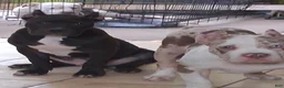 American Bully dogs for sale: American Bully Puppy 1 - Ad 13