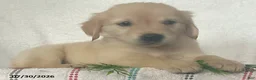 Golden Retriever dogs for sale: Lady - Ad 4