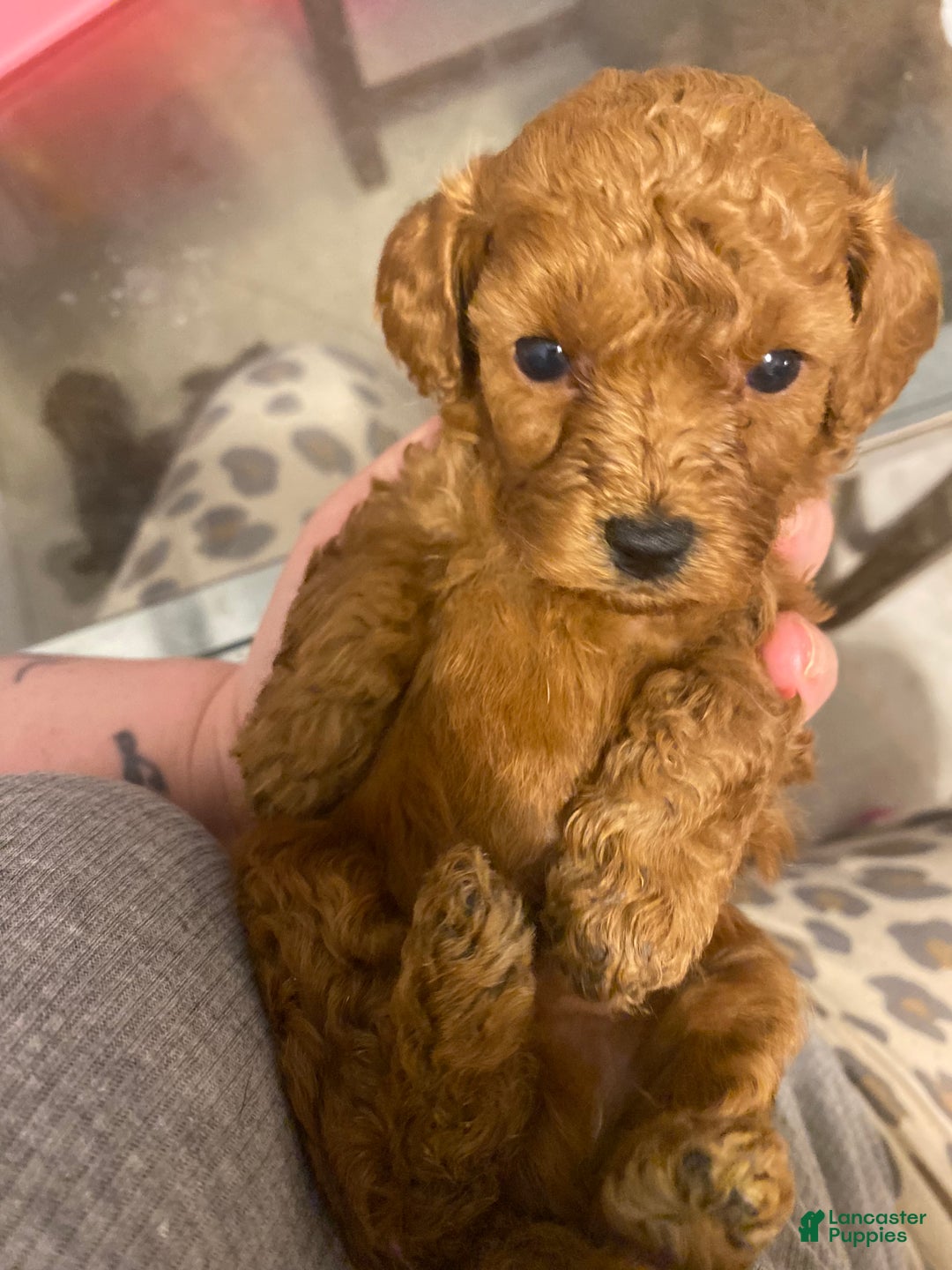 Toy Poodle dogs for sale: Toy Poodle Puppy 1 - Ad 1