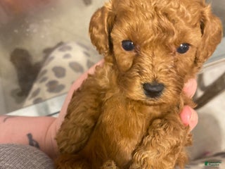 Toy Poodle dogs Toy Poodle Puppy 1 - Ad 39