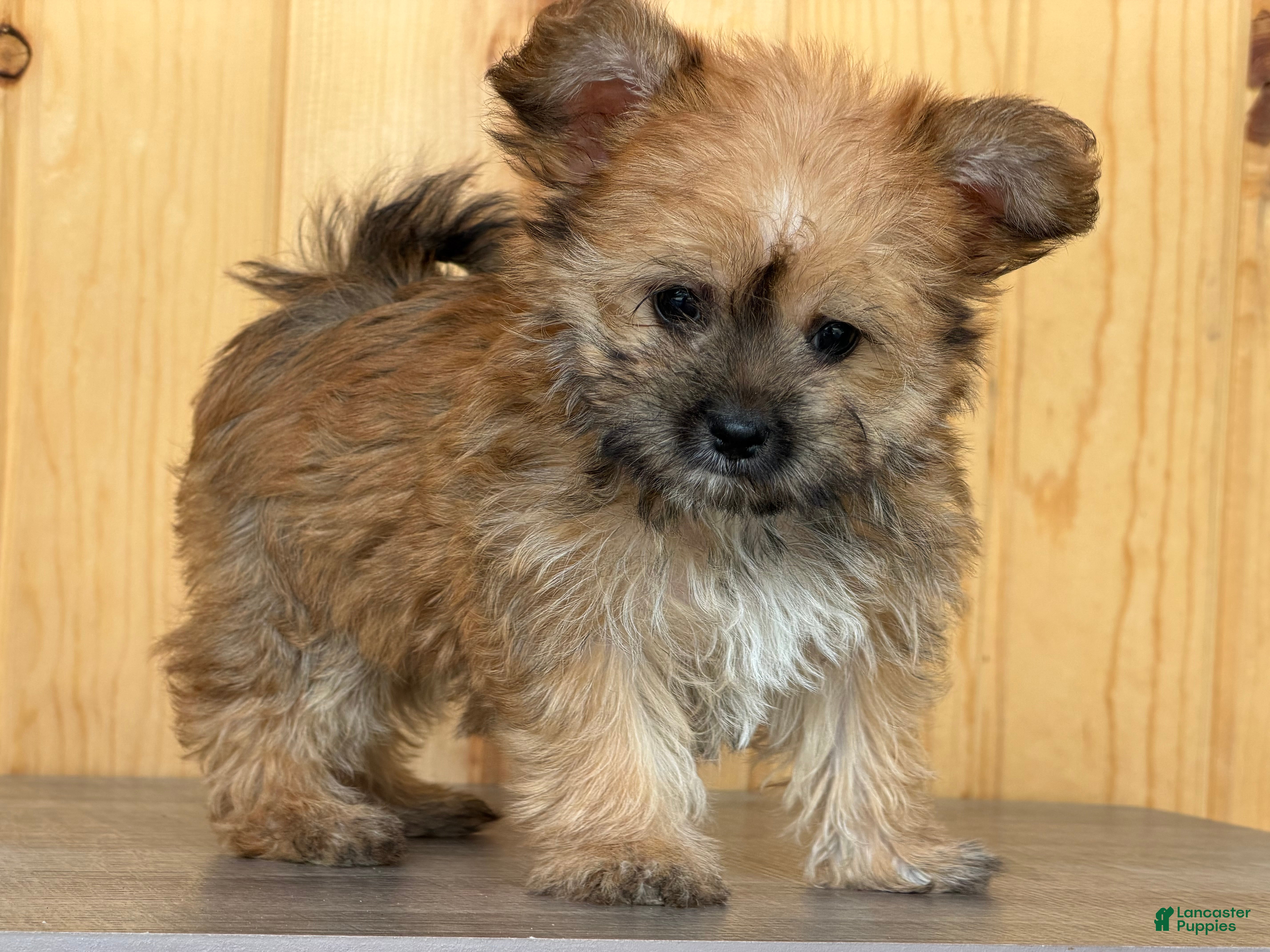 Morkie dogs Wonder - Ad 1