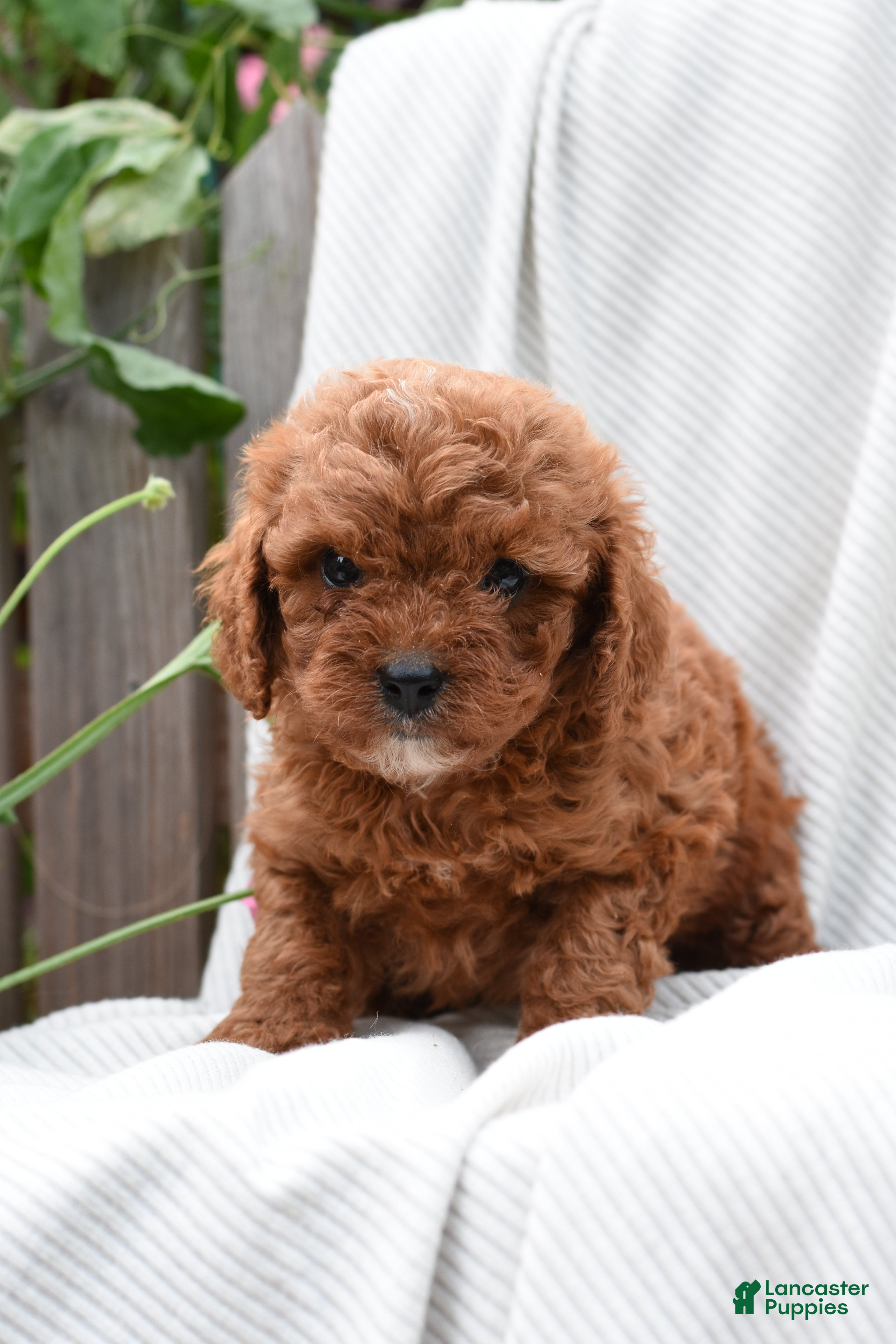Cavapoo dogs Morrison - Ad 1