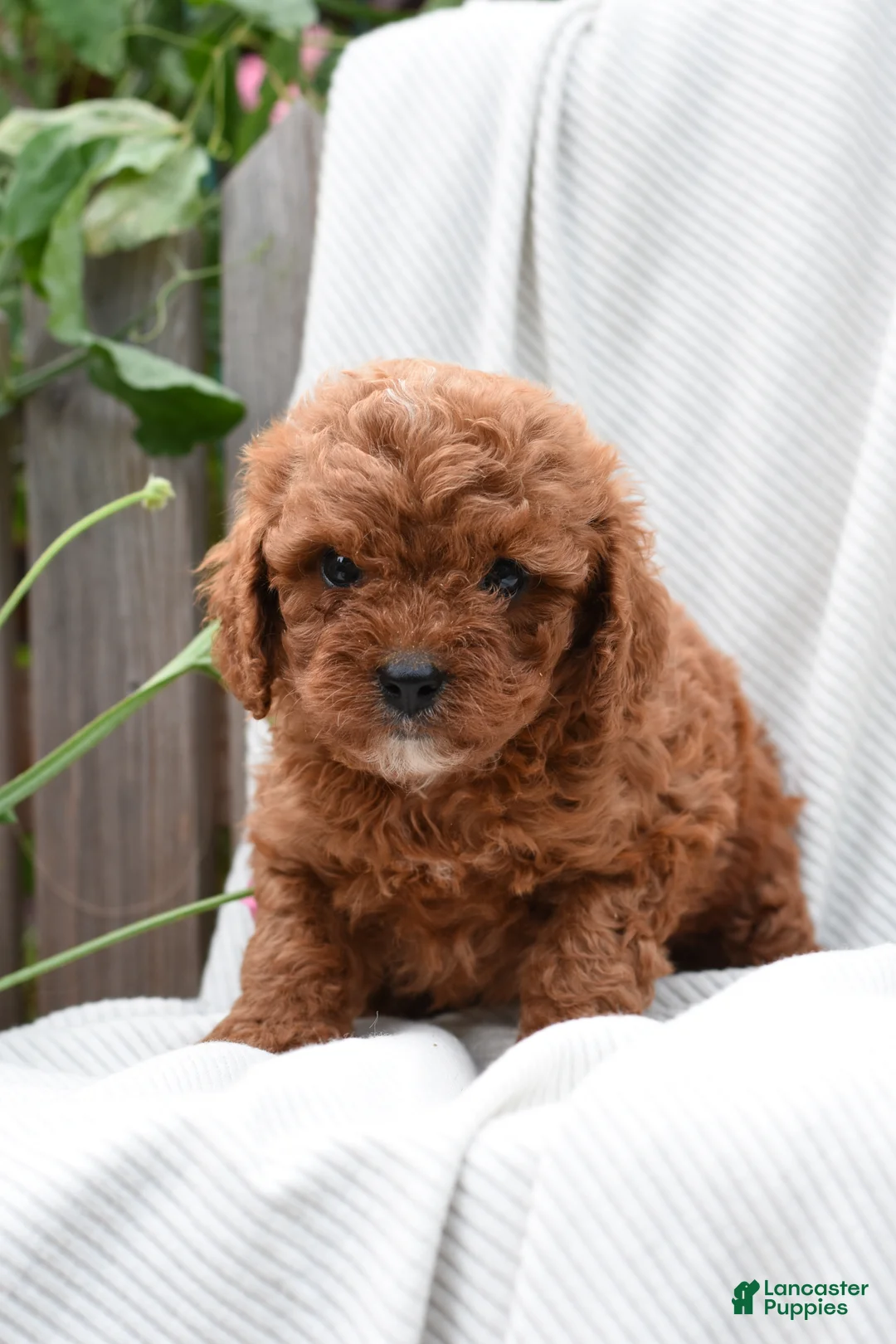 Cavapoo dogs for sale: Morrison - Ad 1