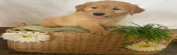 Golden Retriever dogs for sale: Jimmy - Ad 2
