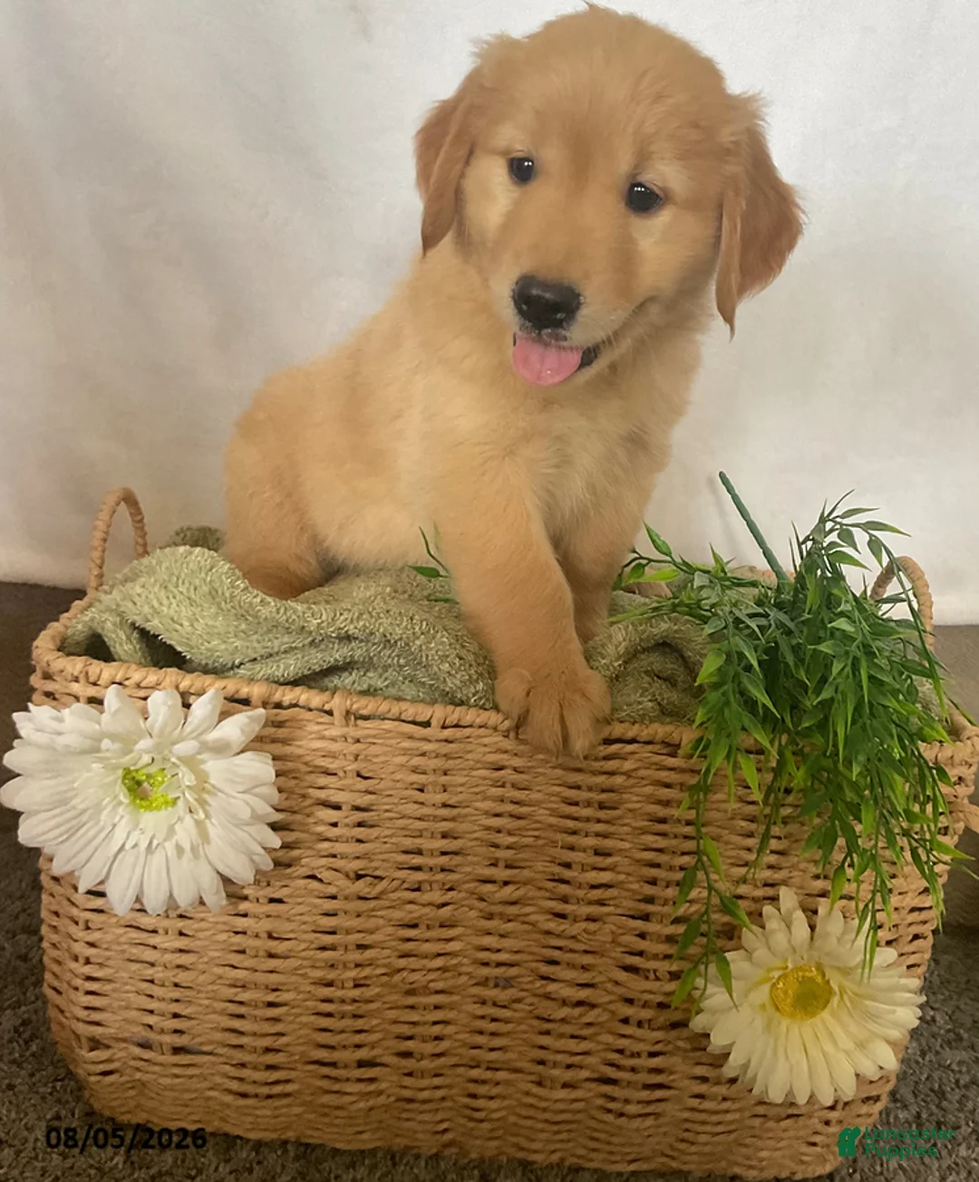 Golden Retriever dogs for sale: Jimmy - Ad 2