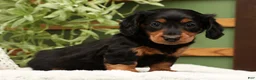 Miniature Dachshund dogs for sale: Millie - Ad 1