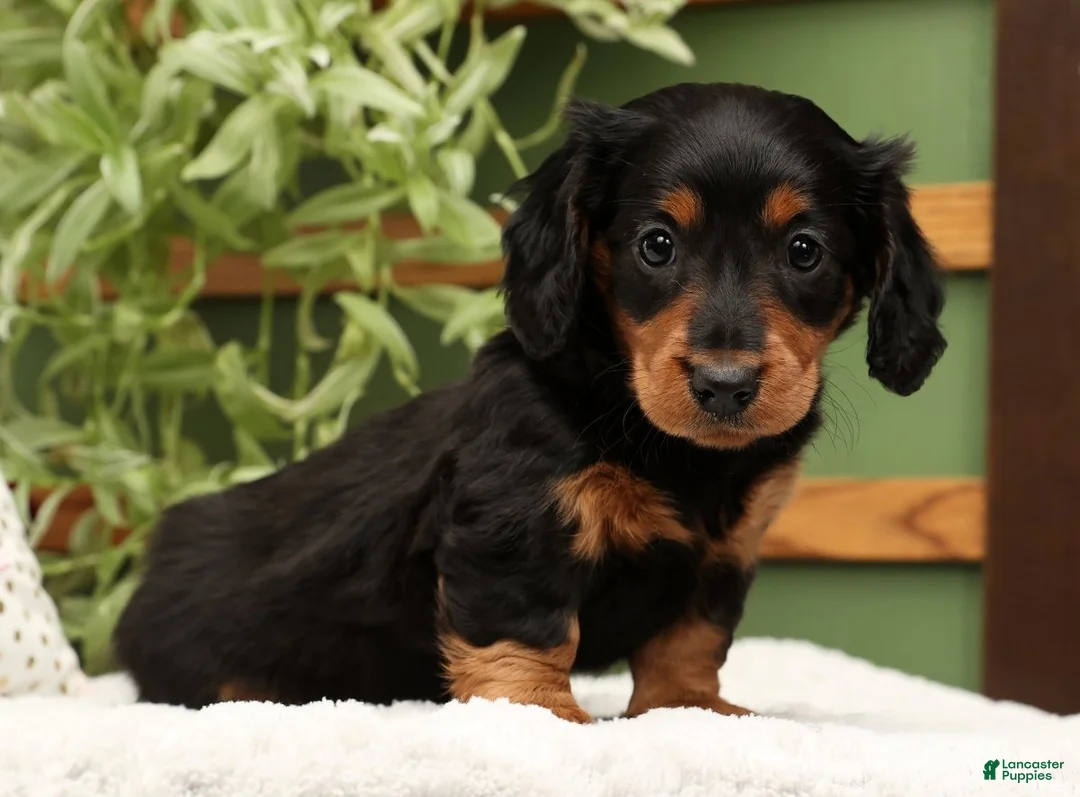 Miniature Dachshund dogs for sale: Millie - Ad 1