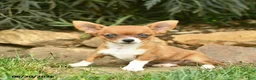 Chihuahua dogs for sale: Rocket  - Ad 1