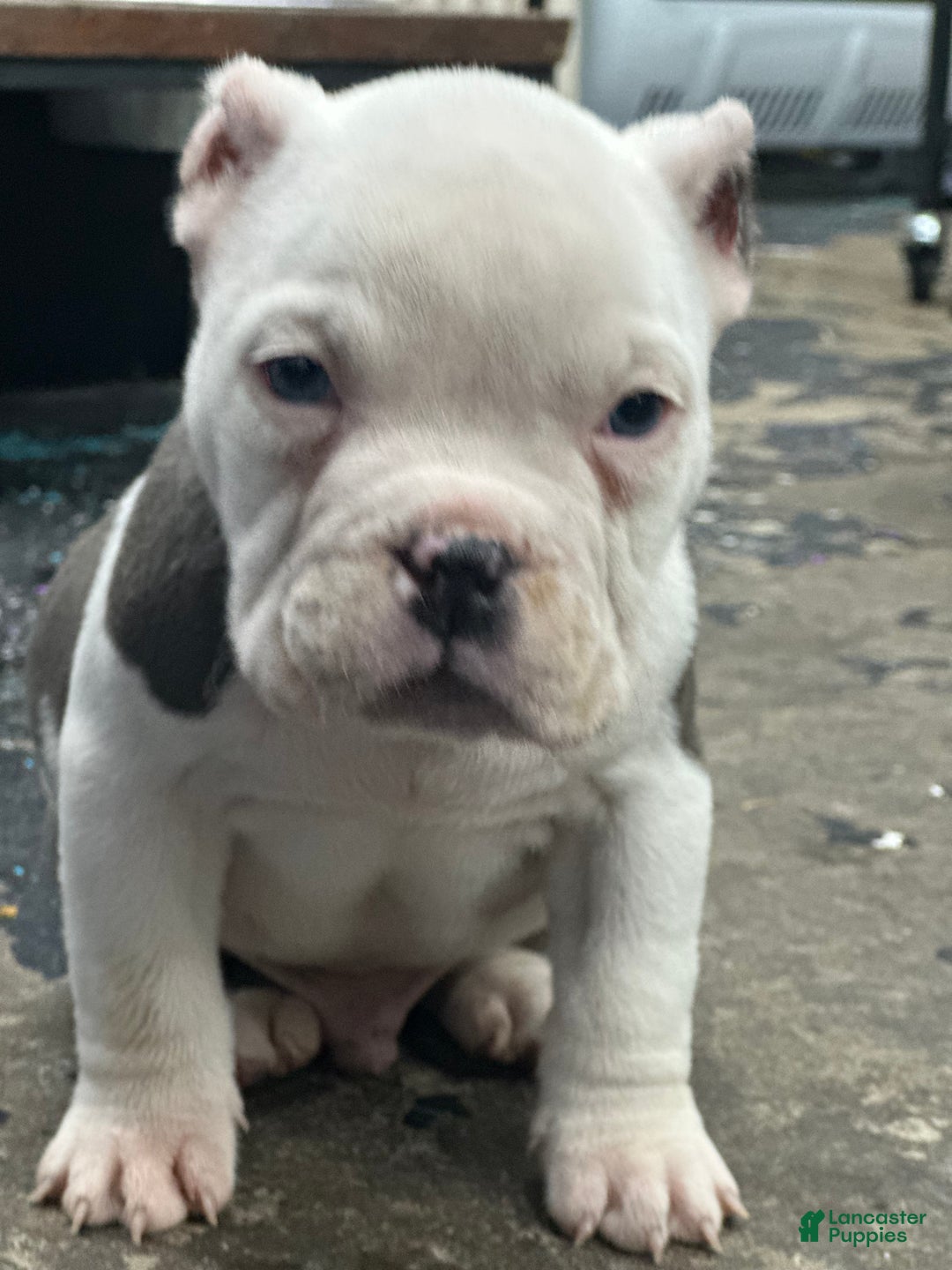 American Bully dogs for sale: American Bully Puppy 1 - Ad 2