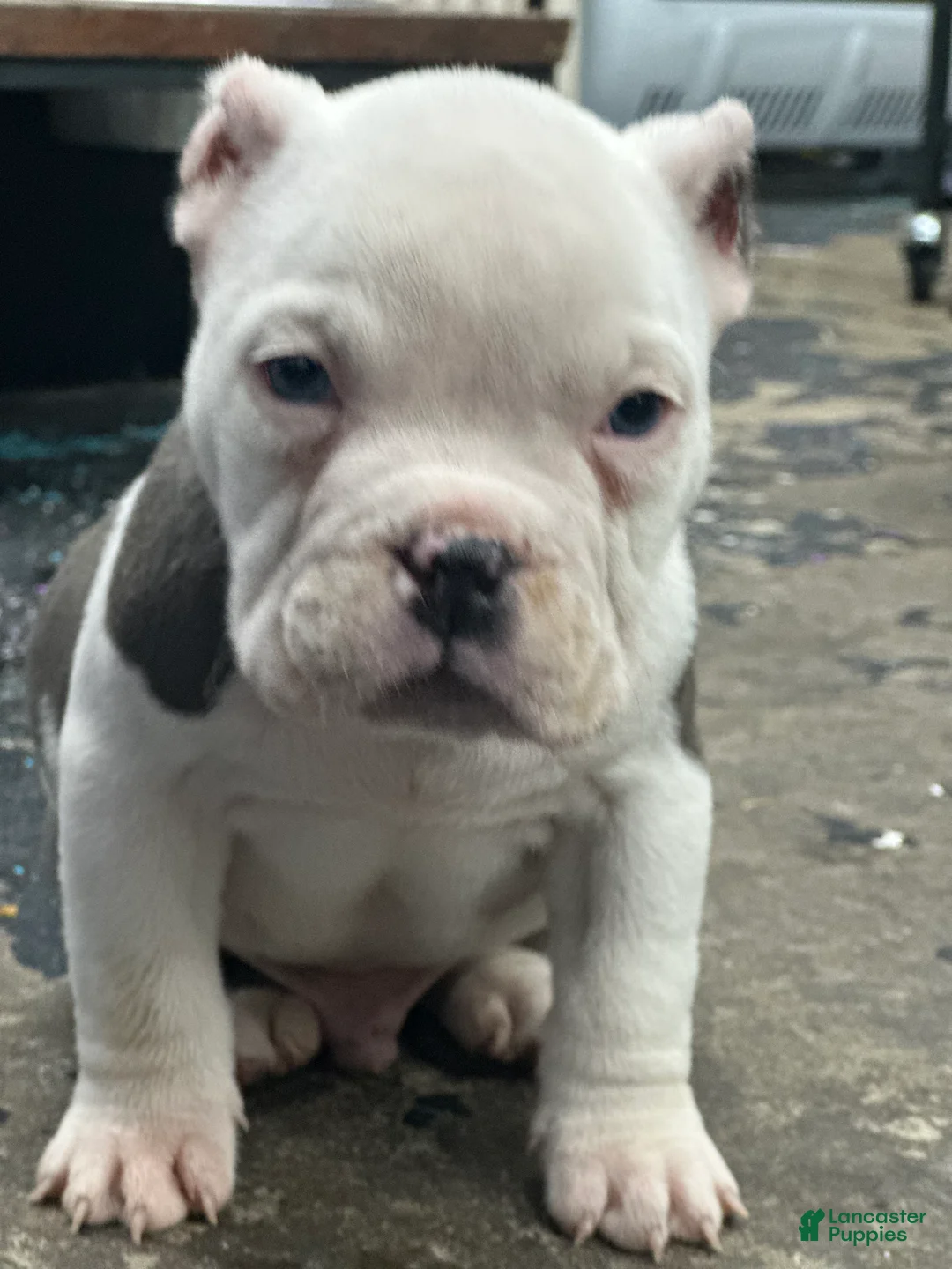 American Bully dogs for sale: American Bully Puppy 1 - Ad 2