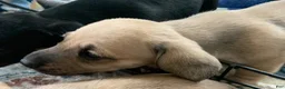 Dachshund dogs for sale: Shaded cream male smooth coat  - Ad 3