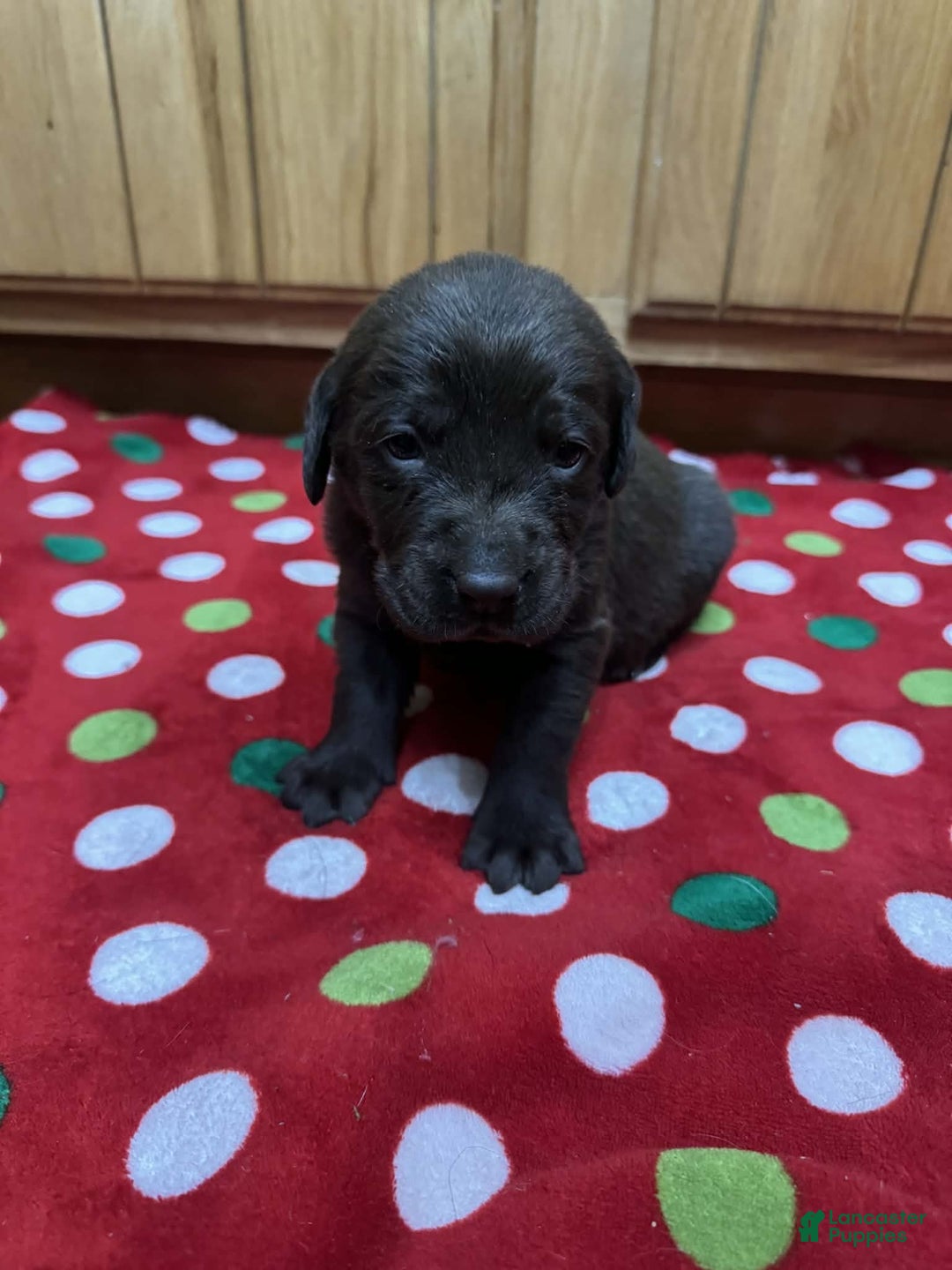 Labrador Retriever dogs for sale: Maple - Ad 4
