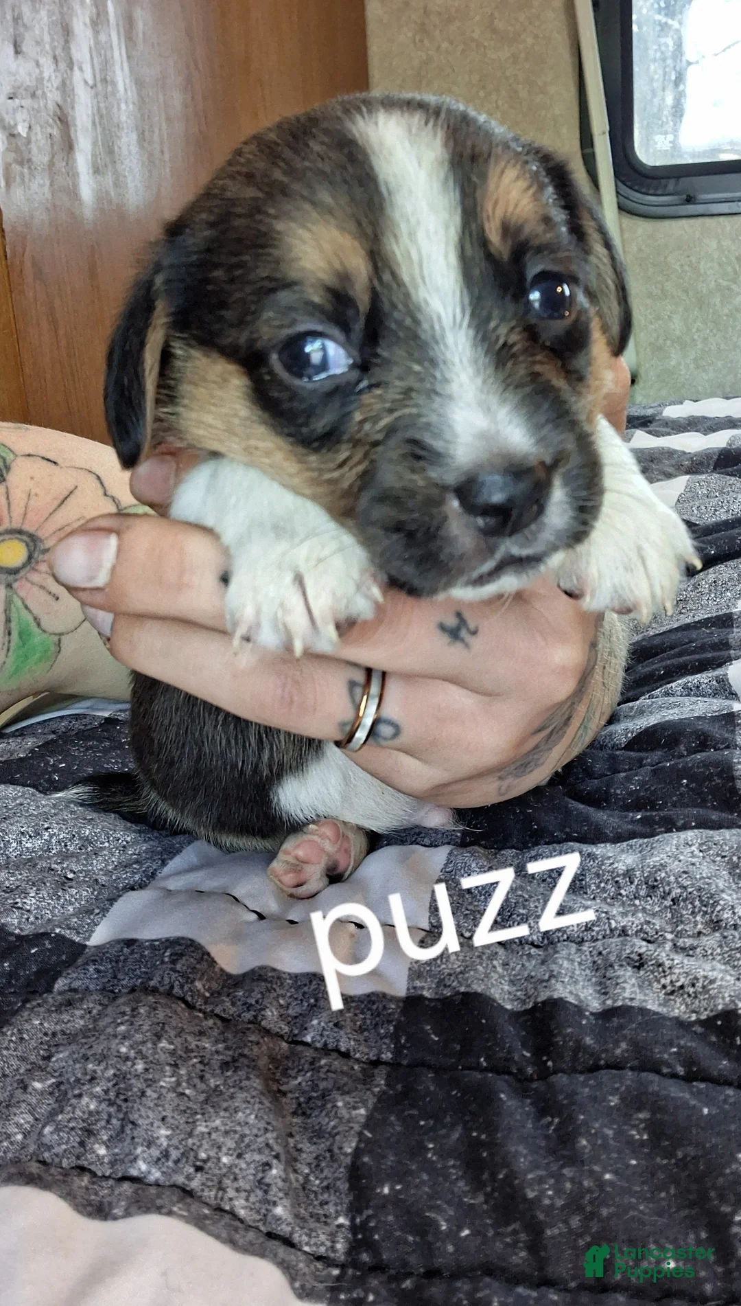 Mixed Breed dogs for sale: Puzz - Ad 2