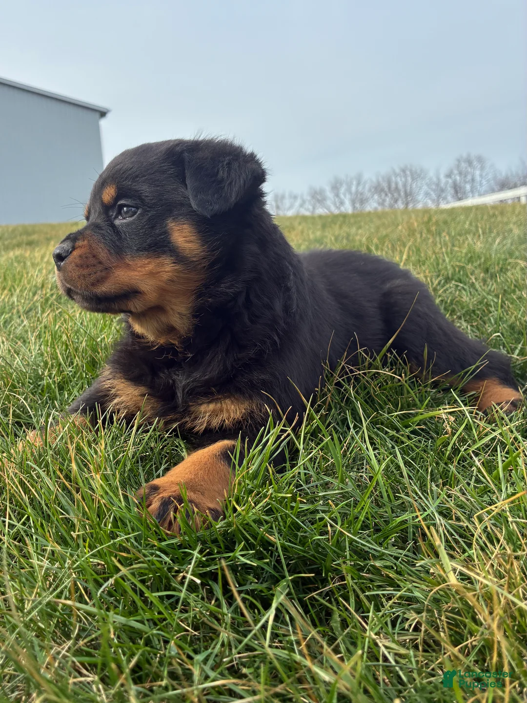 Rottweiler dogs for sale: Blaze - Ad 1