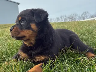 Rottweiler dogs for sale: Blaze - Ad 4