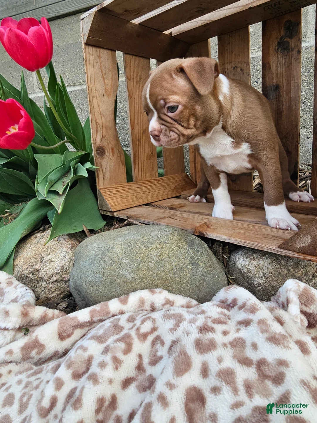 Boston Terrier dogs for sale: Bella - Ad 2