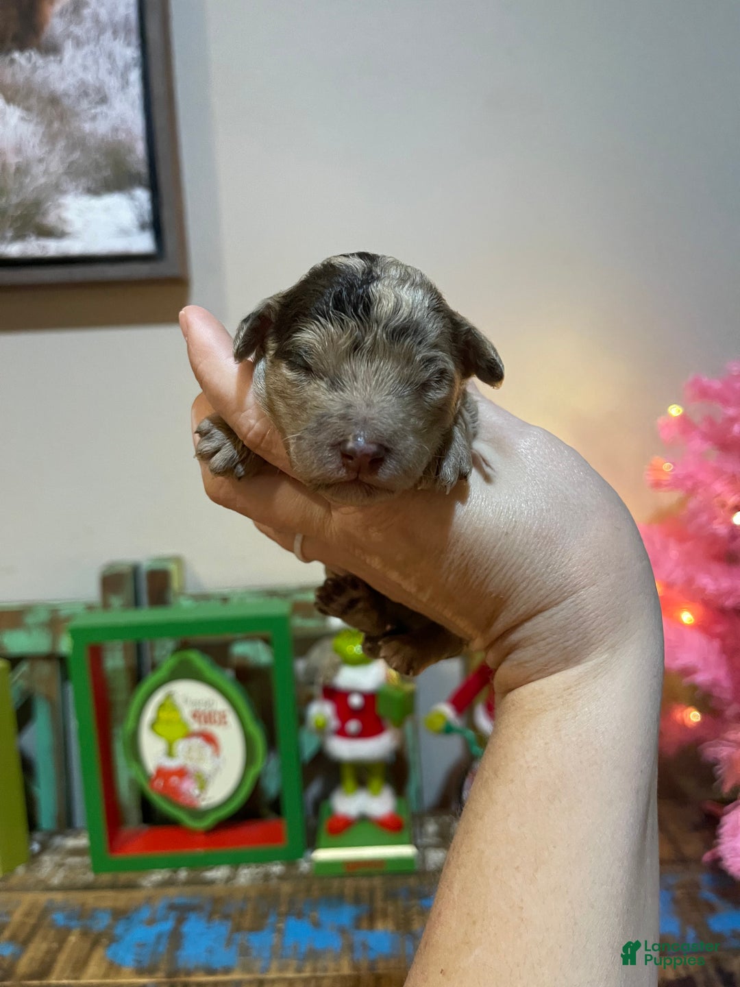 Miniature Poodle dogs for sale: Akc Chocolate Merle Phantom boy 2 - Ad 11