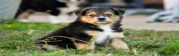 Miniature Australian Shepherd dogs for sale: Miniature Australian Shepherd 2 - Ad 2