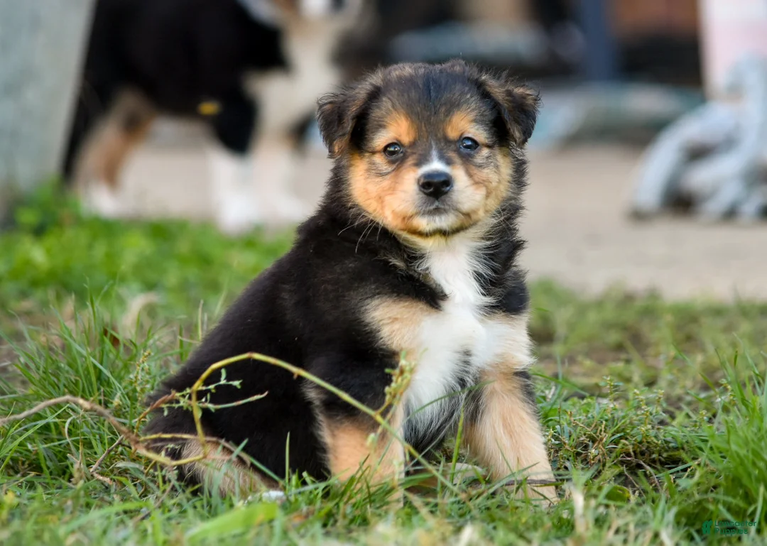 Miniature Australian Shepherd dogs for sale: Miniature Australian Shepherd 2 - Ad 2