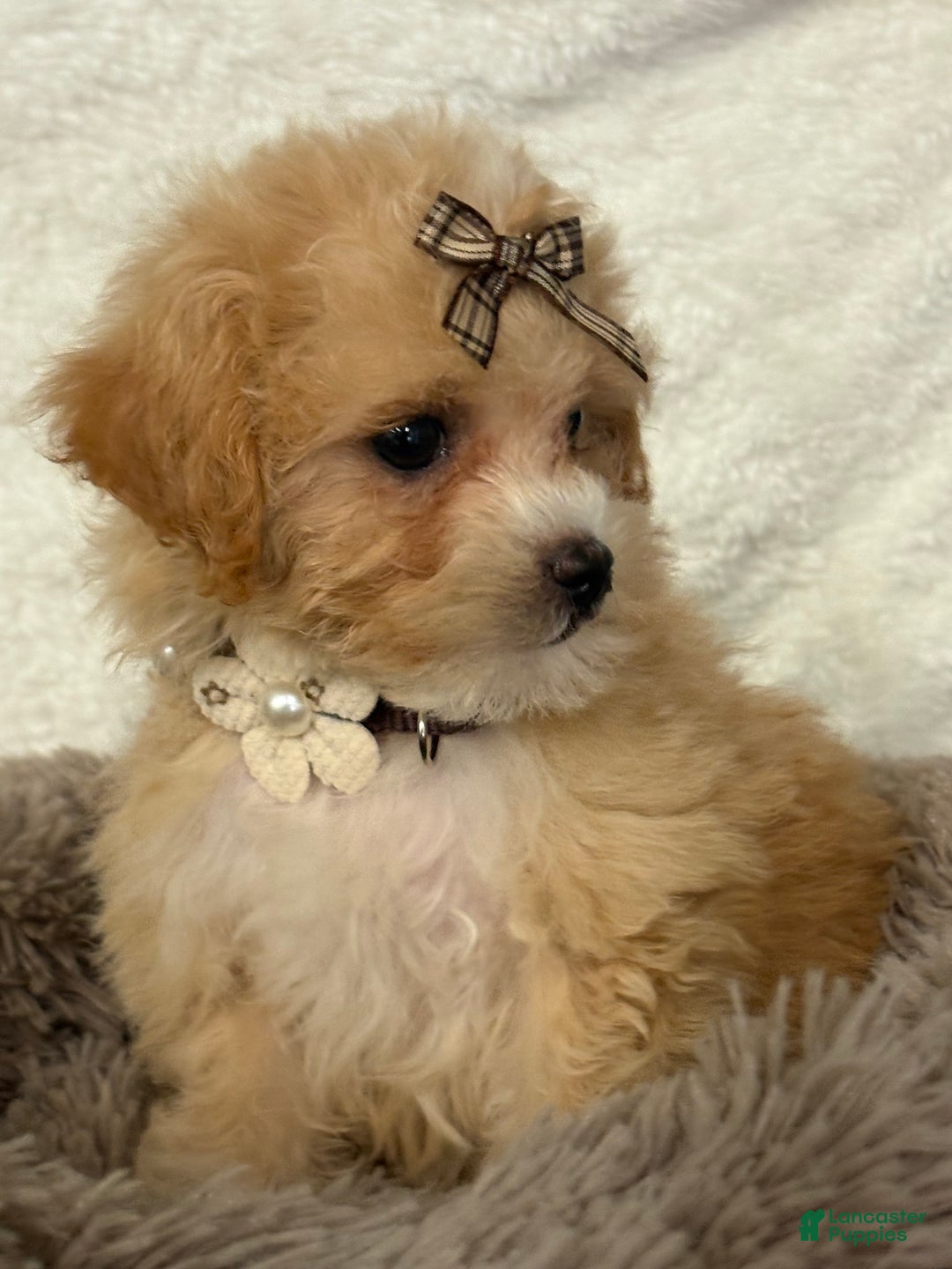 Miniature Poodle Toy Poodle Cross Maltese For Sale Puppies For