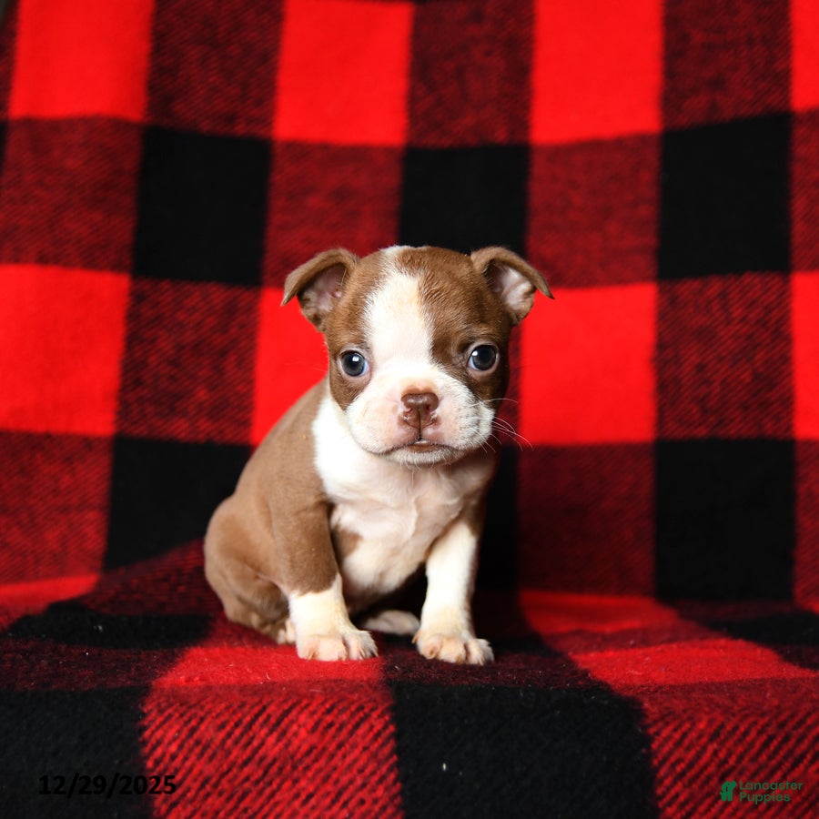 Boston Terrier dogs Laura - Ad 35