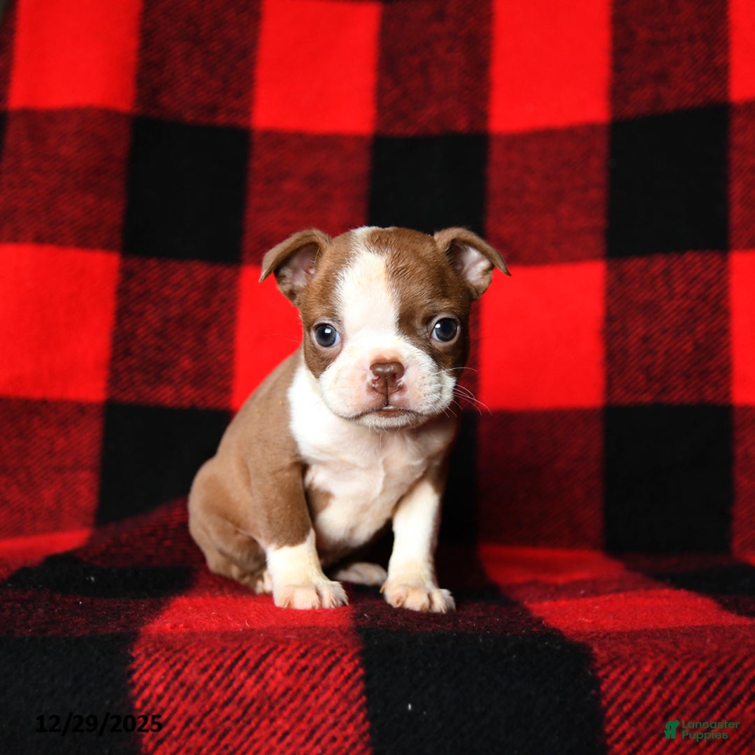 Boston Terrier dogs for sale: Laura - Ad 1