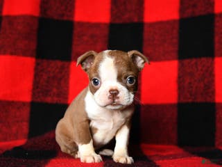 Boston Terrier dogs Laura - Ad 14
