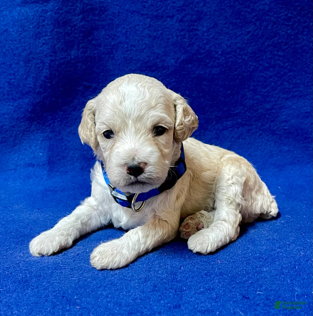 Cockapoo dogs for sale: Maximus - Ad 1