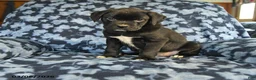 Mixed Breed dogs for sale: Leo - Ad 3